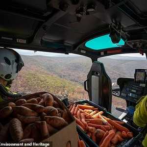 الجزر والبطاطا.. من الطائرات