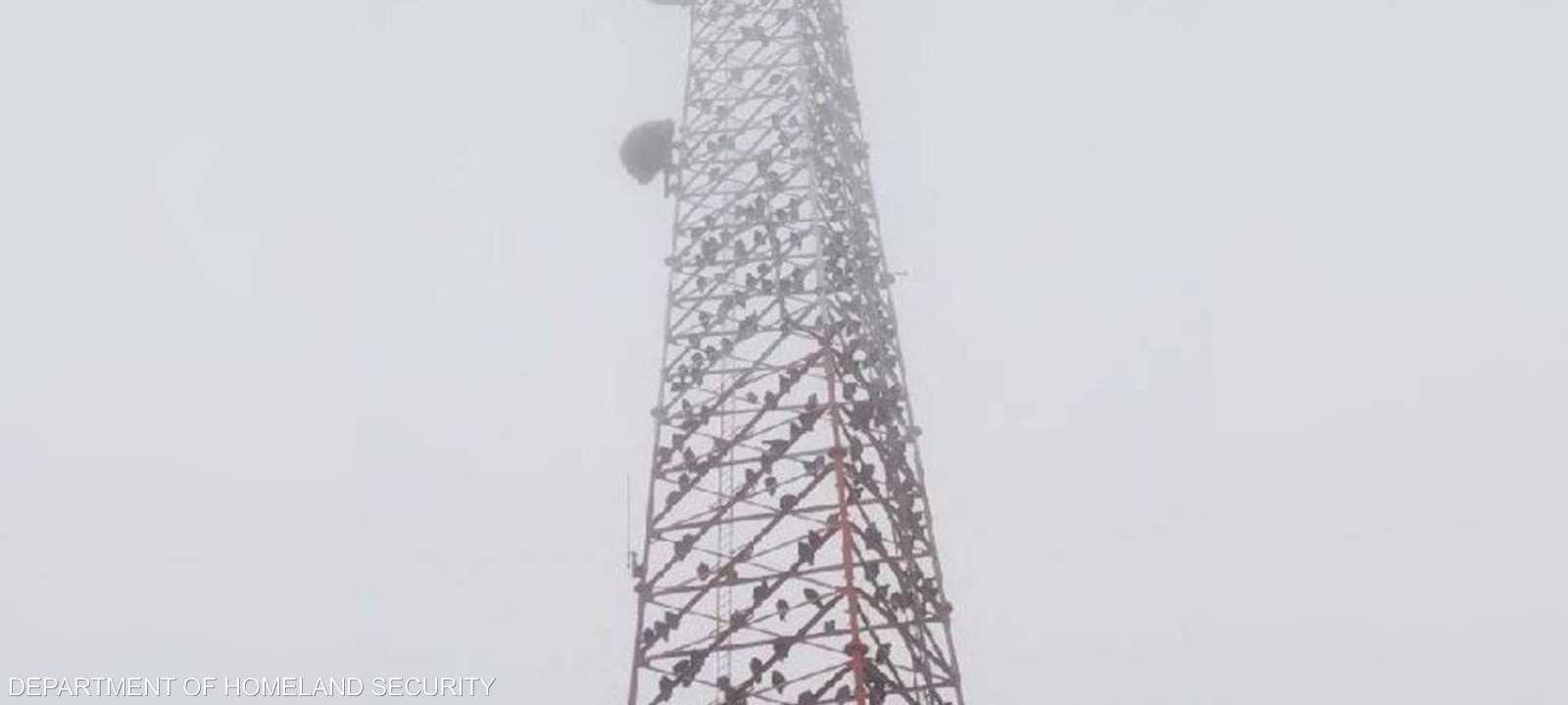 مئات السنور على برج اتصالات في ولاية تكساس الأميركية