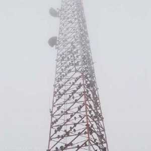 مئات السنور على برج اتصالات في ولاية تكساس الأميركية