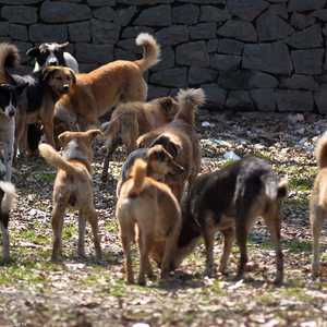 يوجد في الهند أكثر من 30 مليون كلب ضال