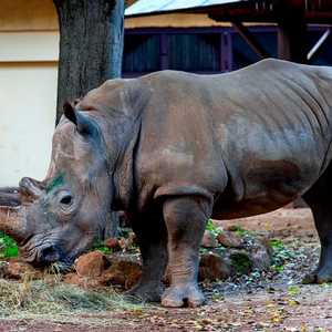 تخليق جنين آخر لوحيد القرن الأبيض الشمالي شبه المنقرض