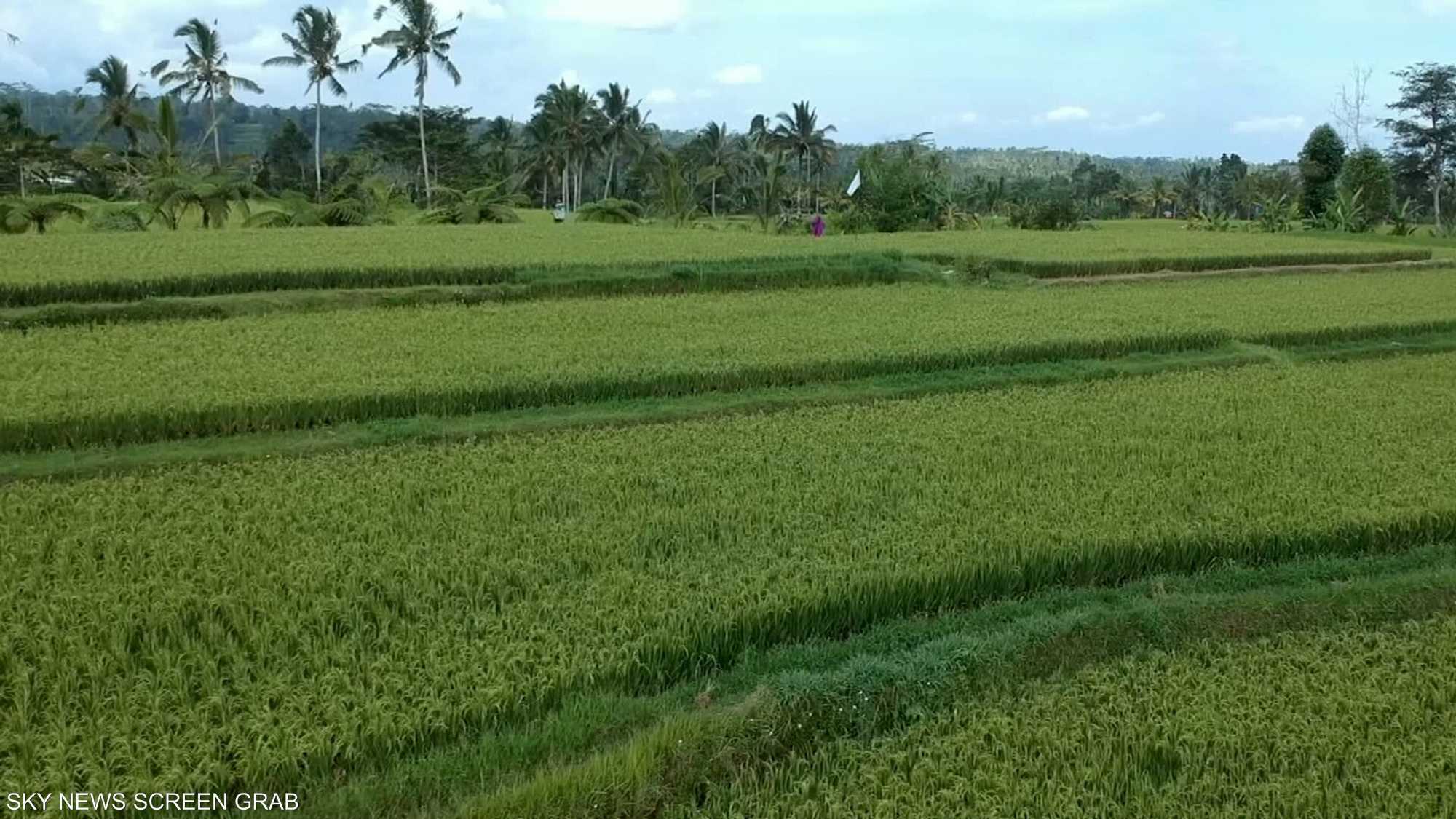 جولة في أكبر مزارع الأرز في جزيرة بالي