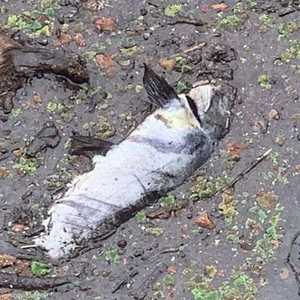 الأسماك نفقت بسبب الرماد الذي سقط على مياه النهر