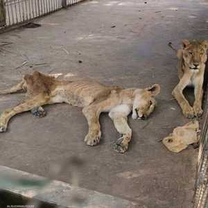 صورة لأسود جائعة جرى تداولها على مواقع التوصل بالسودان