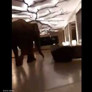 فيل ضخم يسير داخل بهو فندق في سريلانكا