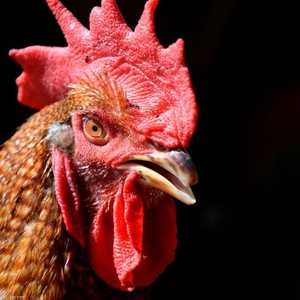 صراع الديكة ممنوع في الهند لكنه مستمر