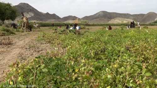 الفول السوداني.. دور اقتصادي في أبين