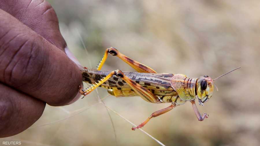 واحدة من ملايين حشرات الجراد الصحراوية "الغازية".