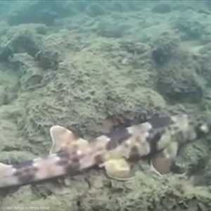 صورة لإحدى أسماك القرش من الأنواع الجديدة