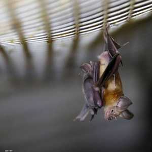 مصدر المرض لم يتأكد لكن علماء يعتبرون الخفاش المسؤول عنه