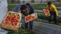 حظرت إسرائيل استيراد المنتجات الزراعية الفلسطينية