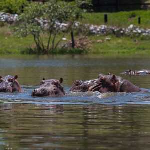 أفراس النهر الخاصة بإسكوبار تتسبب بمشاكل بيئية في كولومبيا