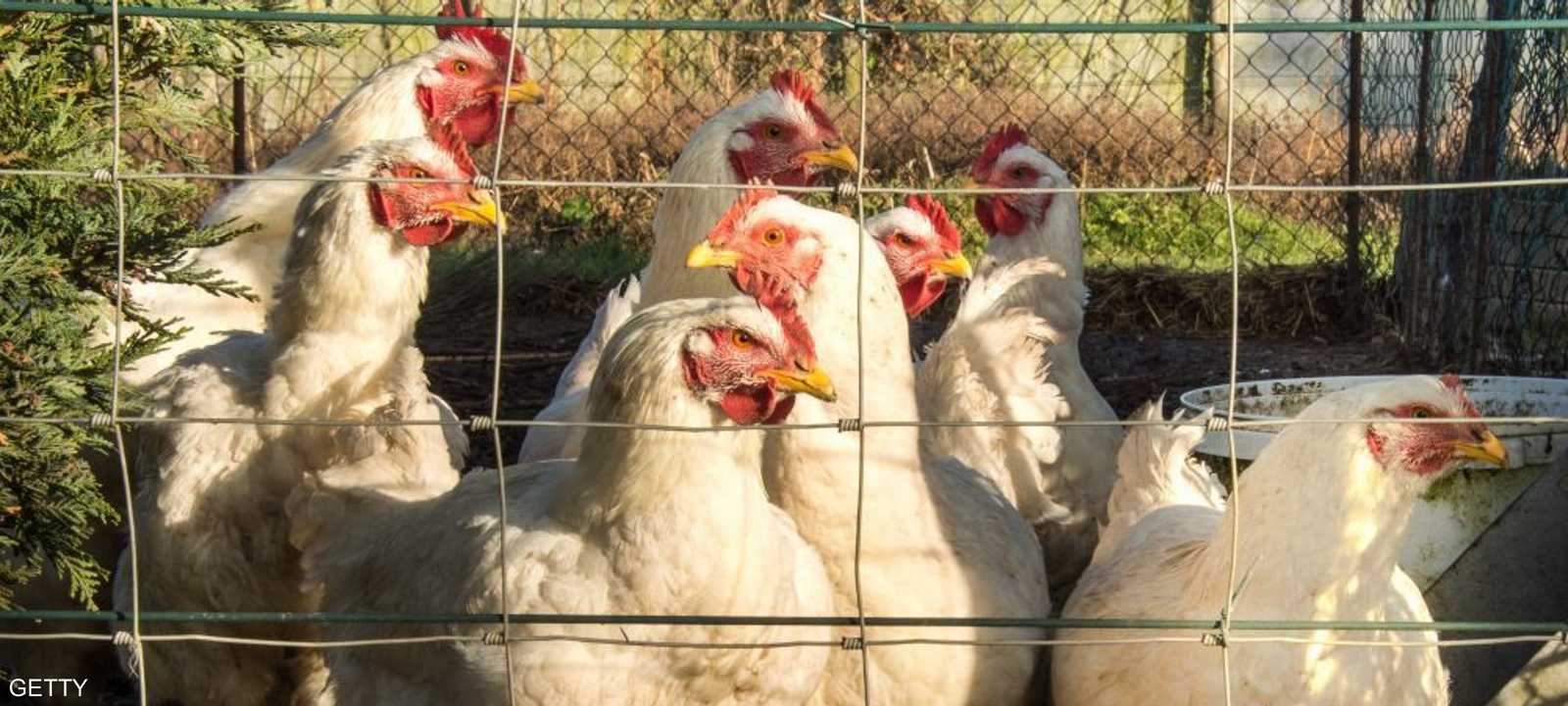 رصد مرض إنفلونزا الطيور في ولاية فيكتوريا بأستراليا