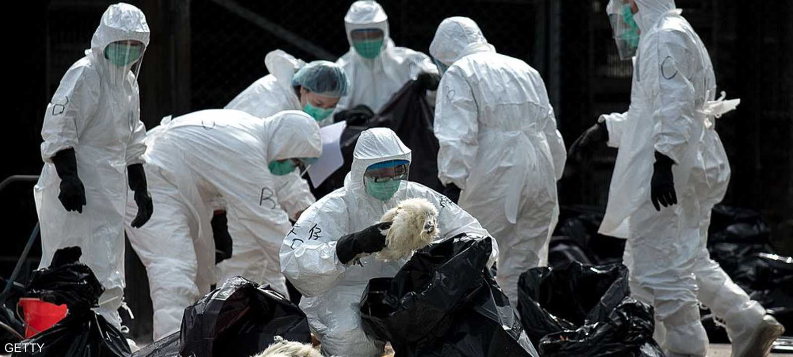 خطورة تفشي إنفلونزا الطيور بين البشر منخفضة