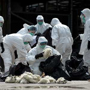 خطورة تفشي إنفلونزا الطيور بين البشر منخفضة