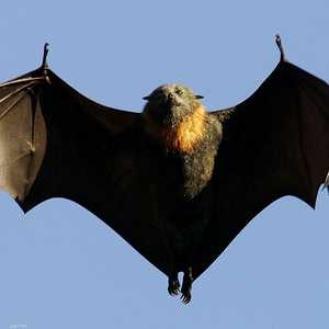 أدلة على أن كورونا نشأ في الخفافيش