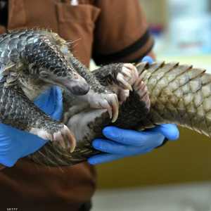 آكل النمل الحرشفي قد يكون عائلا مضيفا للفيروس