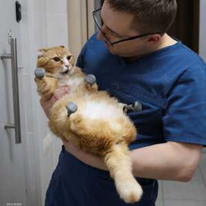 القط وجده متطوعون في حماية الحيوانات.