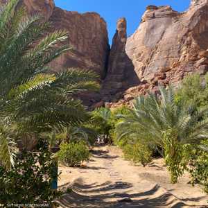 تشتهر العلا بتمورها التي تنتشر مزارعها في أنحاء المدينة