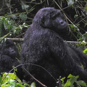 عدد الغوريلات ارتفع خلال العقد الأخير