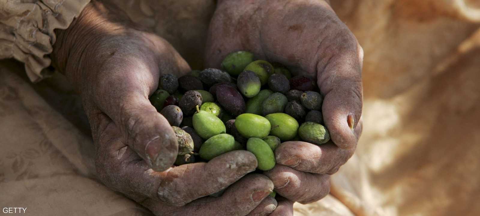 تشتهر الأراضي الفلسطينية بإنتاج زيت الزيتون الذي يصدر للعالم