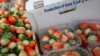 قيمة المنتجات الزراعية الفلسطينية المصدرة 100 مليون دولار