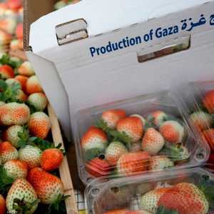 قيمة المنتجات الزراعية الفلسطينية المصدرة 100 مليون دولار