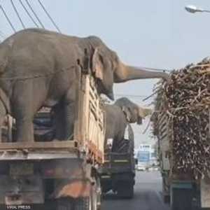 الفيلان انتهزا الفرصة وحصلا على وجبة سريعة من قصب السكر