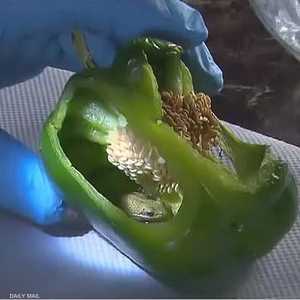 ثمرة فلفل واكتشاف استثنائي