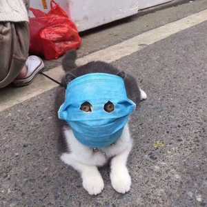 حتى القطط ترتدي الأقنعة الواقية من فيروس كورونا