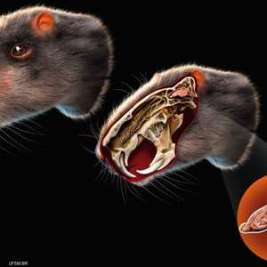 دماغ الفأر كان صغيرا مقارنة بحجم جسمه