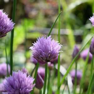 الثوم المعمر غني بالألياف.