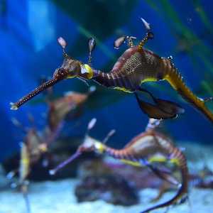 ينحدر هذا النوع من الأسماك من أستراليا.