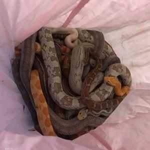 الأفاعي داخل غطاء الوسادة