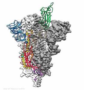 خريطة جينية لفيروس كورونا