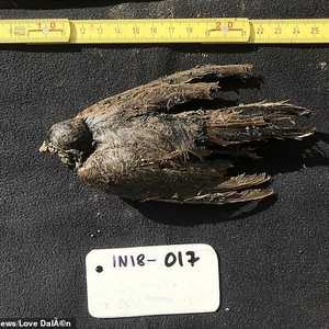 الطائر الجليد عاش قبل 46 ألف عام