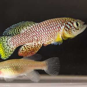 سمكة كيليفيش الأفريقية قد تكون حلا للشيخوخة