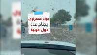 جراد صحراوي يجتاح دولا عربية