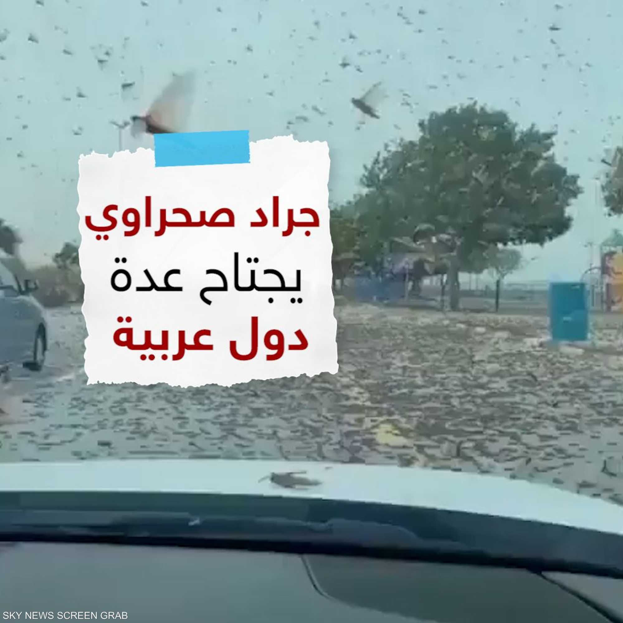 جراد صحراوي يجتاح دولا عربية