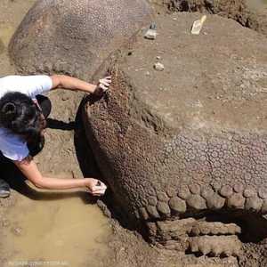 تغطي أجسام الحيوانات قشور بطول 3 أقدام