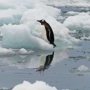 يستخدم البطريق الصوت للتواصل والتزاوج