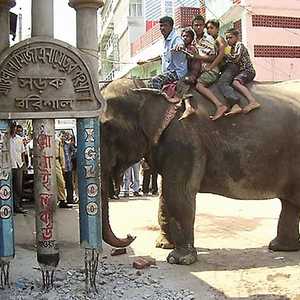 حديقة حيوانات دكا تحظر ركوب الفيلة