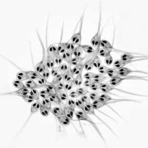 العلماء يكتشفون أول كائن حي لا يتنفس