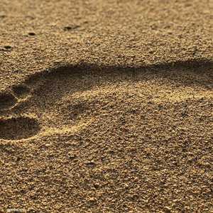 القوس العرضي للقدم ساعد البشر على المشي والركض