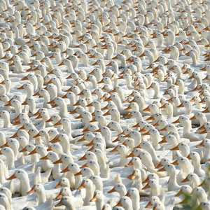 الصين ترسل فيلقا من الطيور لأكل الجراد في باكستان