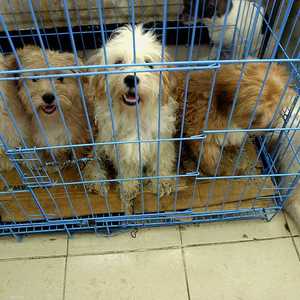 من المحتمل أن تكون حالة لانتقال المرض من إنسان إلى حيوان