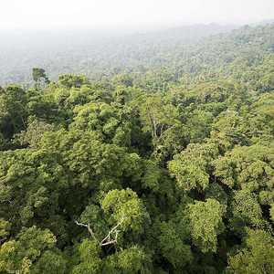 نفذ العلماء عمليات بحث كثيرة على هذه الأشجار