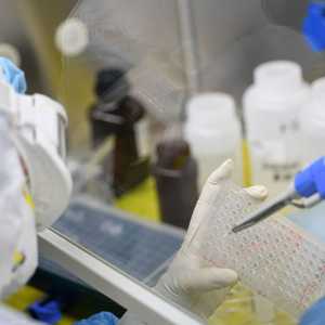 هناك سلالتان من كورونا حاليا على الأرجح