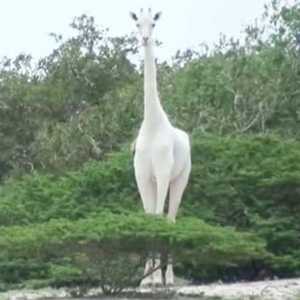 الزرافة البيضاء النادرة مع صغيرها