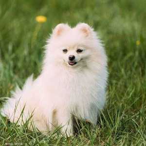 الكلب النافق من فصيلة "بومرينيان" ذات الشعر الكثيف